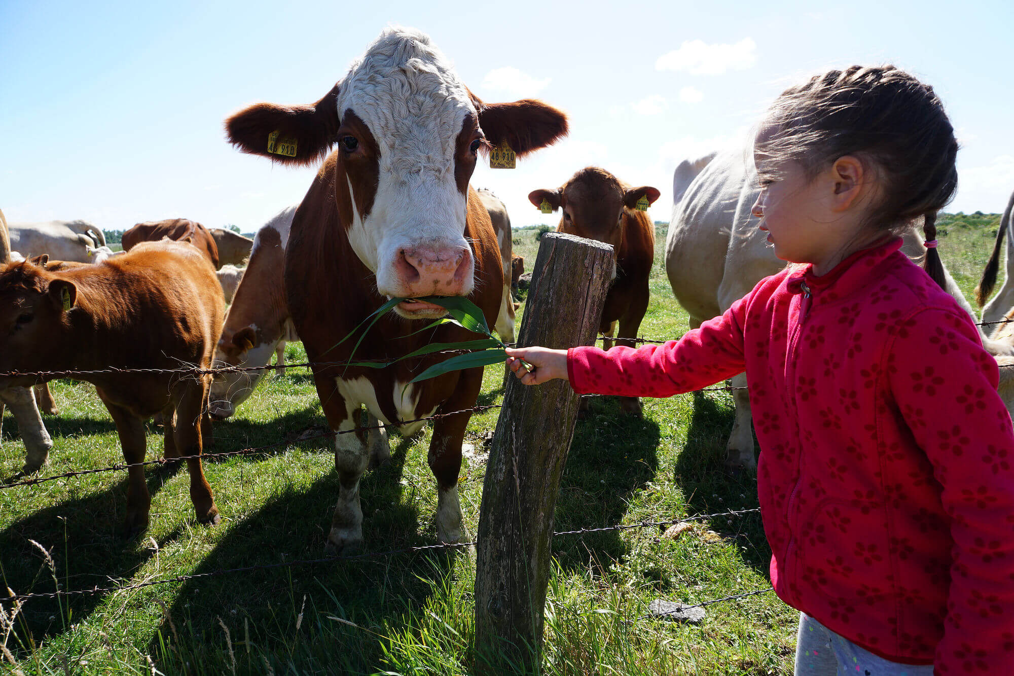 Mädchen füttert Kuh